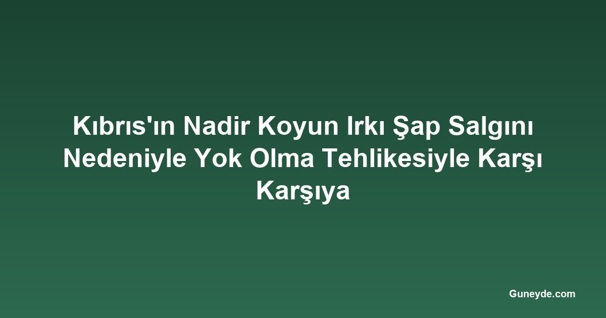 Kıbrıs'ın Nadir Koyun Irkı Şap Salgını Nedeniyle Yok Olma Tehlikesiyle Karşı Karşıya