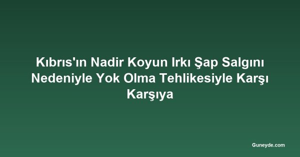 Kıbrıs'ın Nadir Koyun Irkı Şap Salgını Nedeniyle Yok Olma Tehlikesiyle Karşı Karşıya