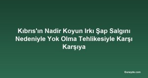 Kıbrıs'ın Nadir Koyun Irkı Şap Salgını Nedeniyle Yok Olma Tehlikesiyle Karşı Karşıya
