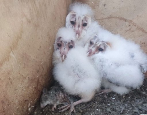 Peçeli Baykuş Programıyla Doğal Haşere Kontrolü Güçlendirilecek