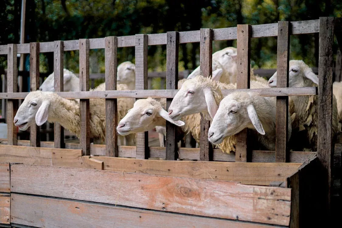 Veterinerlik Servisi Paskalya öncesi piyasa denetimlerini sıkılaştırdı, şap hastalığı vakaları sabit seyrediyor