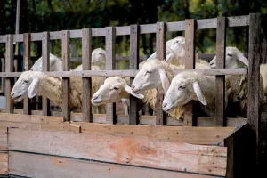 Veterinerlik Servisi Paskalya öncesi piyasa denetimlerini sıkılaştırdı, şap hastalığı vakaları sabit seyrediyor