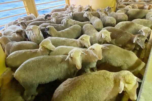 Güney Kıbrıs'ta İki Yeni Şap Hastalığı Vakası Tespit Edildi