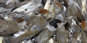 BirdLife, zehirli kurşun kullanımına karşı daha sıkı önlemler alınmasını istedi