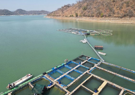 Kıbrıs, AB Su Ürünleri Yetiştiriciliğine Katkı Sunmaya Devam Ediyor