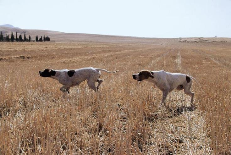 Avcılar cumhurbaşkanından köpek yasasını yeniden değerlendirmesini istedi