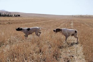 Avcılar cumhurbaşkanından köpek yasasını yeniden değerlendirmesini istedi