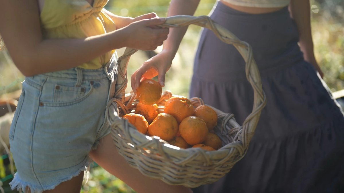 Gazimağusa Portakal Festivali yeniden canlanıyor: Kortej, seramik sergisi ve daha fazlası