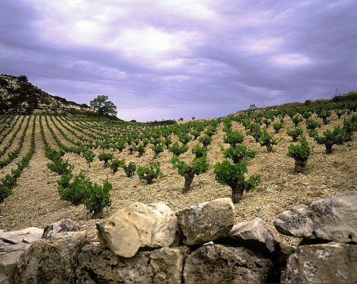 Yedi Kıbrıslı şarap üreticisi uluslararası fuara katıldı