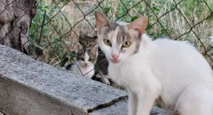 Larnaka'da Kaybolan Kediler: Çevreciler Polisi Hareketsizlikle Suçladı, Soruşturma Talep Etti