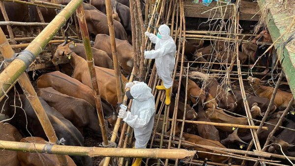 19.000 domuzun itlafı başladı, meclis şap krizi için toplanıyor