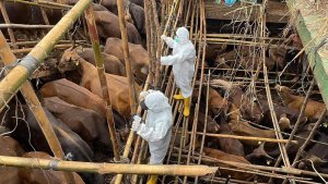 19.000 domuzun itlafı başladı, meclis şap krizi için toplanıyor