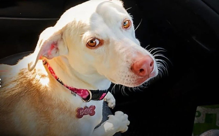 Nisou'da Köpeğin Vurulması Çevreciler Partisi'ni Harekete Geçirdi