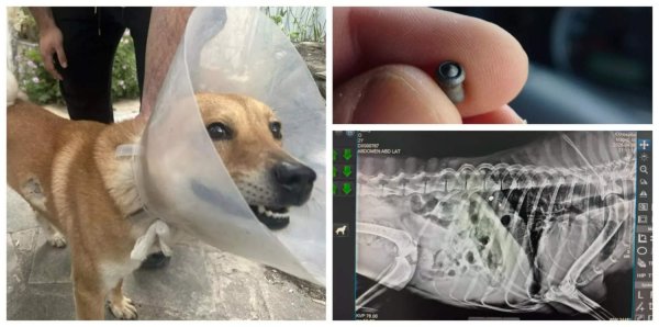 Pera Chorio Nisou'da İki Köpek Silahla Vuruldu, Polis Soruşturma Başlattı