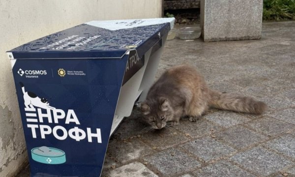 Lefkoşa'nın Sokak Kedilerine Kim Bakıyor?