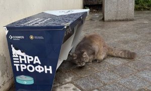 Lefkoşa'nın Sokak Kedilerine Kim Bakıyor?