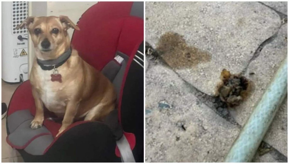 Dali'de iki günde dört köpek zehirlendi: Şüpheli sekiz aydır cezasız