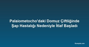 Palaiometocho'daki Domuz Çiftliğinde Şap Hastalığı Nedeniyle İtlaf Başladı