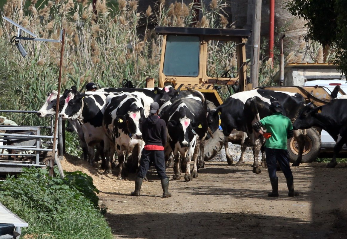 Şap hastalığı beş çiftliğe daha sıçradı