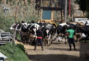 Şap hastalığında yedi yeni vaka tespit edildi, enfekte çiftlik sayısı 66'ya yükseldi