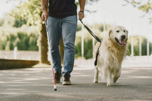 Meclis köpek yasasını revize etti: Ötanazi yasağı korunuyor, sahip maliyetleri düşürülüyor