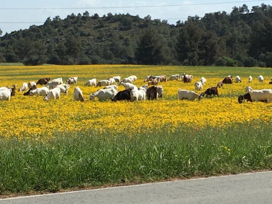 Hayvancılar numune alma krizini 'büyük bir fiyasko' olarak nitelendirdi