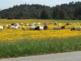 Hayvancılar numune alma krizini 'büyük bir fiyasko' olarak nitelendirdi