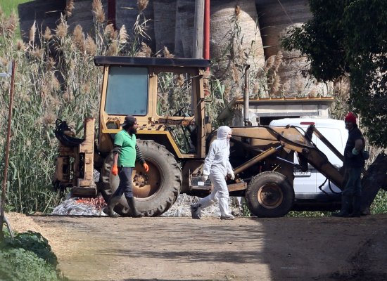 Kokkinotrimithia ve Paliometocho'da yeni şap hastalığı vakaları tespit edildi