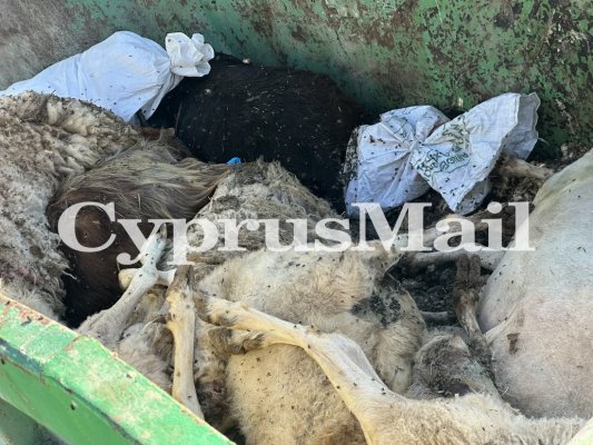 Larnaka'da Hayvan Gömme Yöntemine Tepki: Şap Salgını Sonrası Karkaslar Açıkta Kaldı