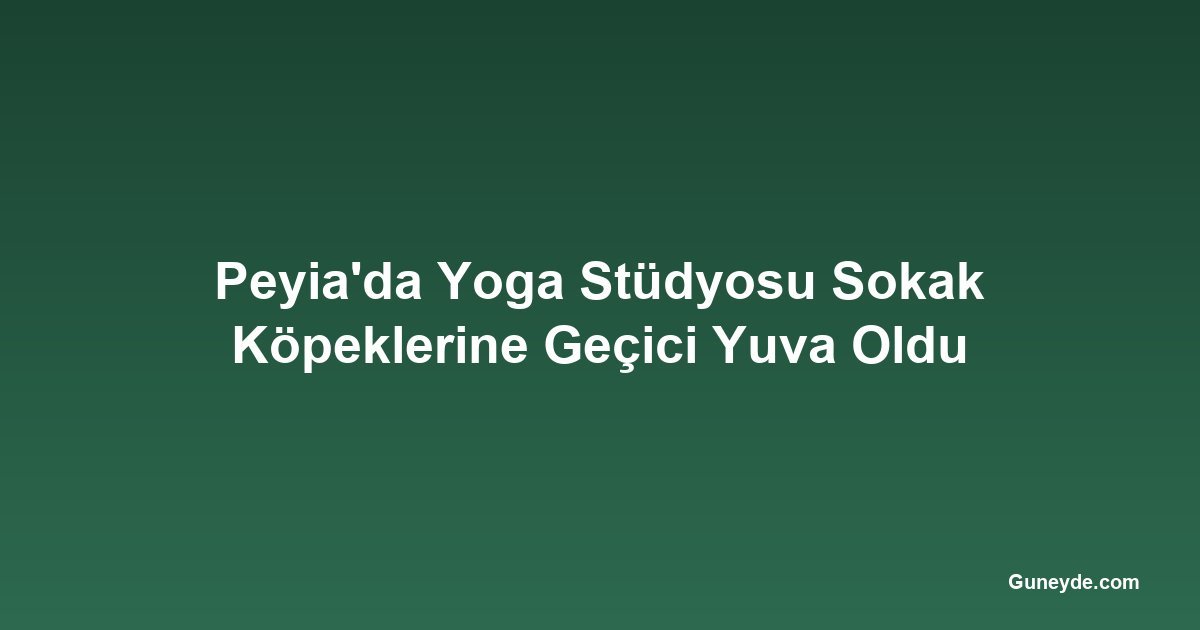 Peyia'da Yoga Stüdyosu Sokak Köpeklerine Geçici Yuva Oldu