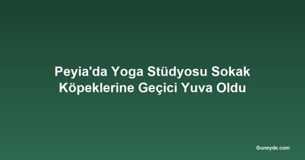 Peyia'da Yoga Stüdyosu Sokak Köpeklerine Geçici Yuva Oldu