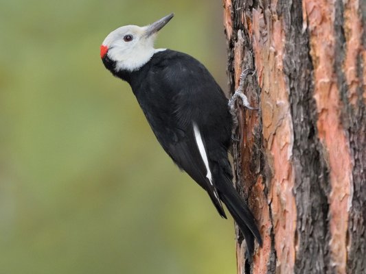 BirdLife Kıbrıs, Paralimni Gölü'nün boşaltılmasının derhal durdurulmasını istedi