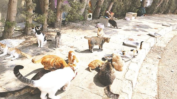 Araştırma: Kıbrıs'ta kediler ne kadar uzağa gidiyor? Adanın yaban hayatını etkileyebilir