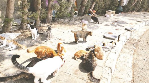 Araştırma: Kıbrıs'ta kediler ne kadar uzağa gidiyor? Adanın yaban hayatını etkileyebilir