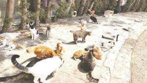 Araştırma: Kıbrıs'ta kediler ne kadar uzağa gidiyor? Adanın yaban hayatını etkileyebilir