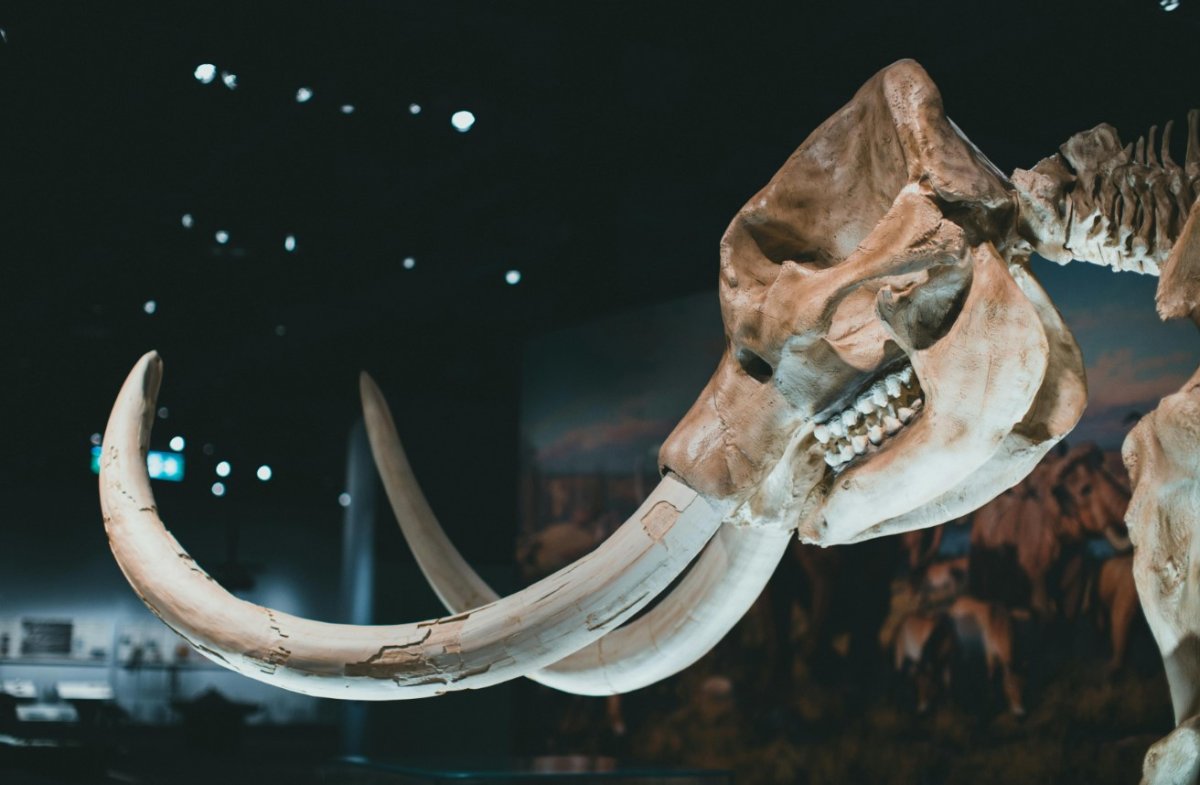 Mamut kemikleri Buzul Çağı avcılarının sırlarını ortaya çıkarıyor