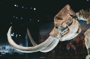 Mamut kemikleri Buzul Çağı avcılarının sırlarını ortaya çıkarıyor