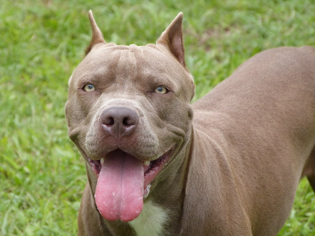 Yüksek Mahkeme, Tasmasız Köpek İçin Verilen 350 Euro Para Cezasını Onayladı