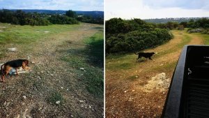 İngiliz Üsleri yasadışı av köpeği eğitimine karşı operasyon başlattı