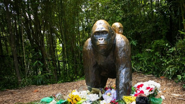 Tarihte bugün: Hayvanat bahçesi gorili Harambe, üç yaşındaki çocuğu yakalayınca vuruldu (2016)