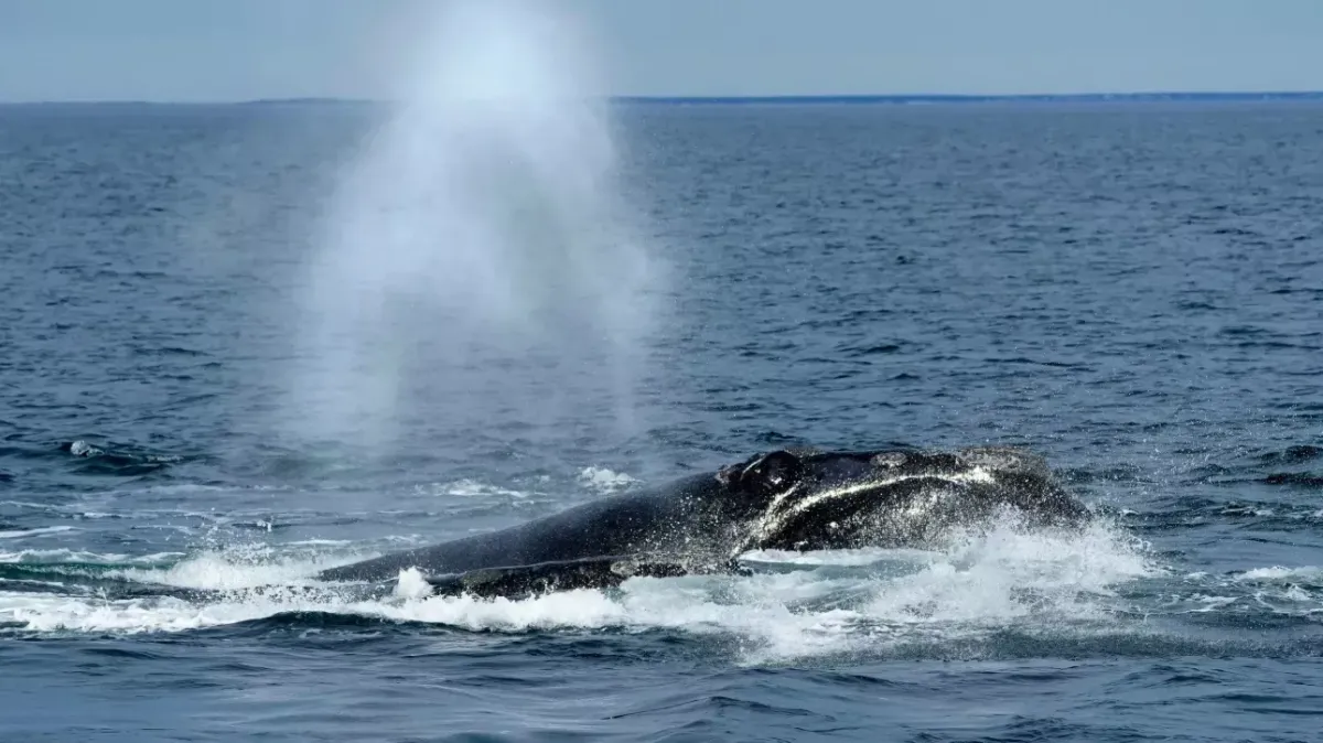 Fransa'nın Île de Ré adasında karaya vuran 10 metrelik fin balinası öldü
