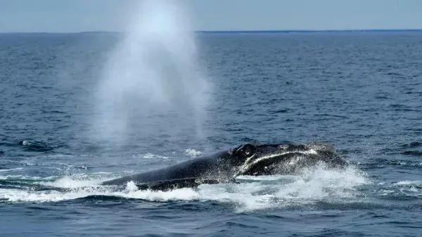 Fransa'nın Île de Ré adasında karaya vuran 10 metrelik fin balinası öldü