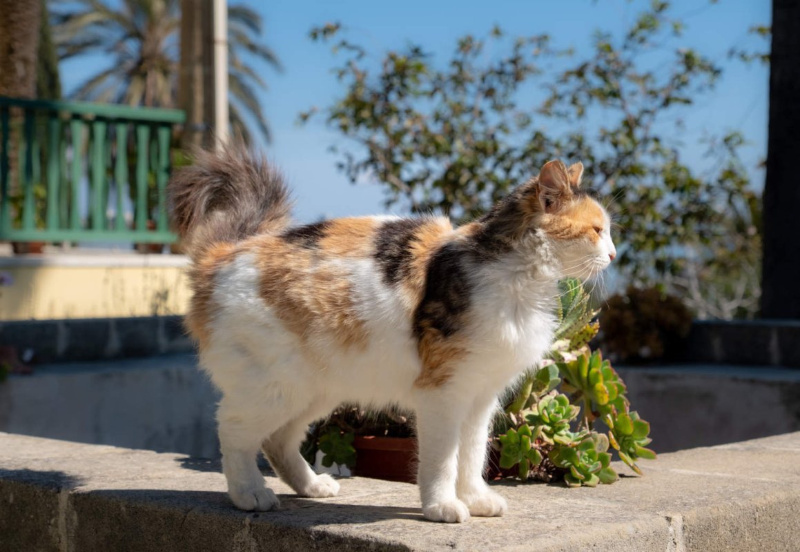 Kedi kurtarıcılarına saldırıların ardından devlet gönüllülere sertifika verecek