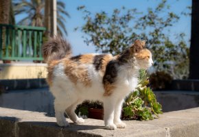Kedi kurtarıcılarına saldırıların ardından devlet gönüllülere sertifika verecek