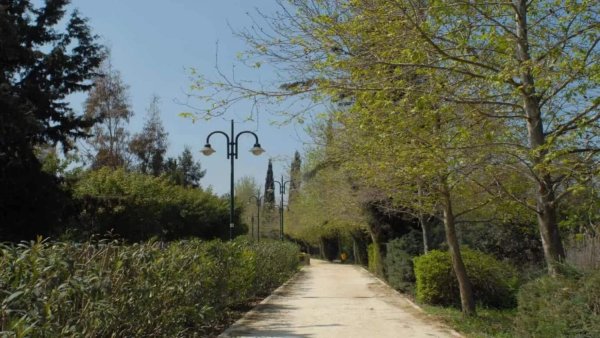 Çalışma, Lefkoşa'nın Pedieos Nehri'ndeki 'İstilacı' Akasyaların Kesilmesini Öneriyor
