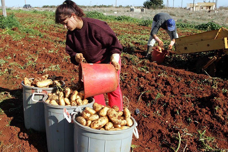 Larnaka ve Gazimağusa Çiftçileri Baf'a Su Tahsisine Tepki Gösterdi