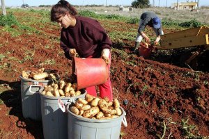 Larnaka ve Gazimağusa Çiftçileri Baf'a Su Tahsisine Tepki Gösterdi