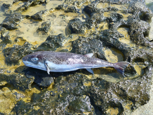 İstilacı Balon Balıkları, Rahatsız Edilmedikçe Yüzücüler İçin Tehdit Oluşturmuyor