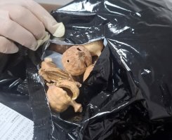 Polis Operasyonlarında 5 Gözaltı: 20 Kilogram Haşhaş Kapsülüne El Konuldu
