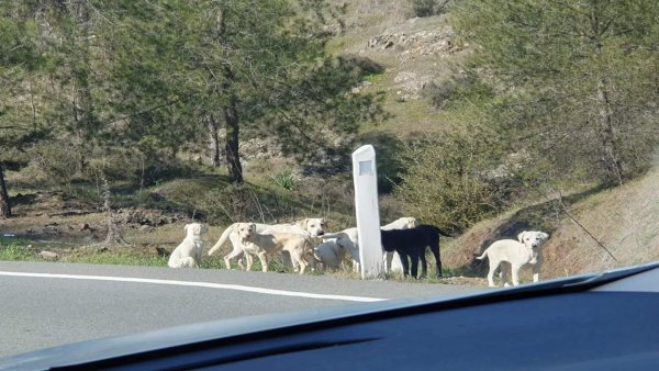 Köpek Yasası Karmaşası: Meclis Başıboş Köpek Öldürmeyi Geri Getirdi ve Mikroçip Kurallarını Kaldırdı